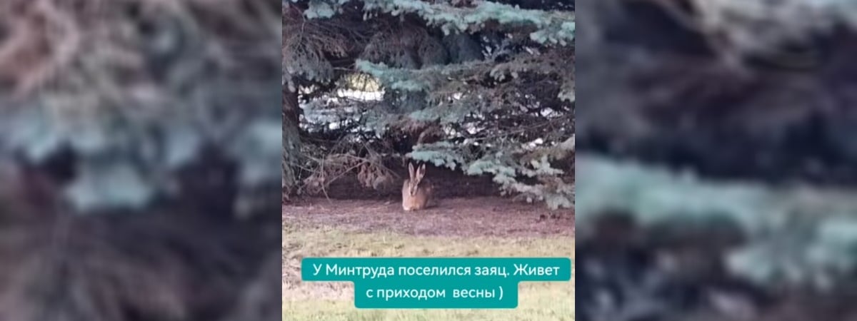 «Если только в тунеядцы запишут» — В Минске у здания Минтруда заметили милое дикое животное — Видео