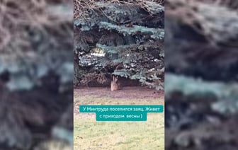 «Если только в тунеядцы запишут» — В Минске у здания Минтруда заметили милое дикое животное — Видео