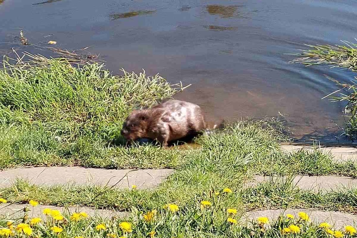 Бобр в центре Витебска