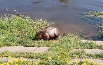 Невозмутимый бобр в Витебске