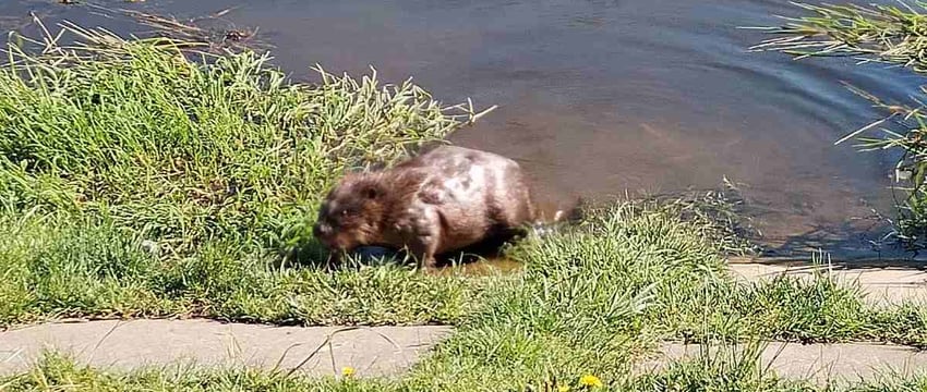 Невозмутимый бобр в Витебске