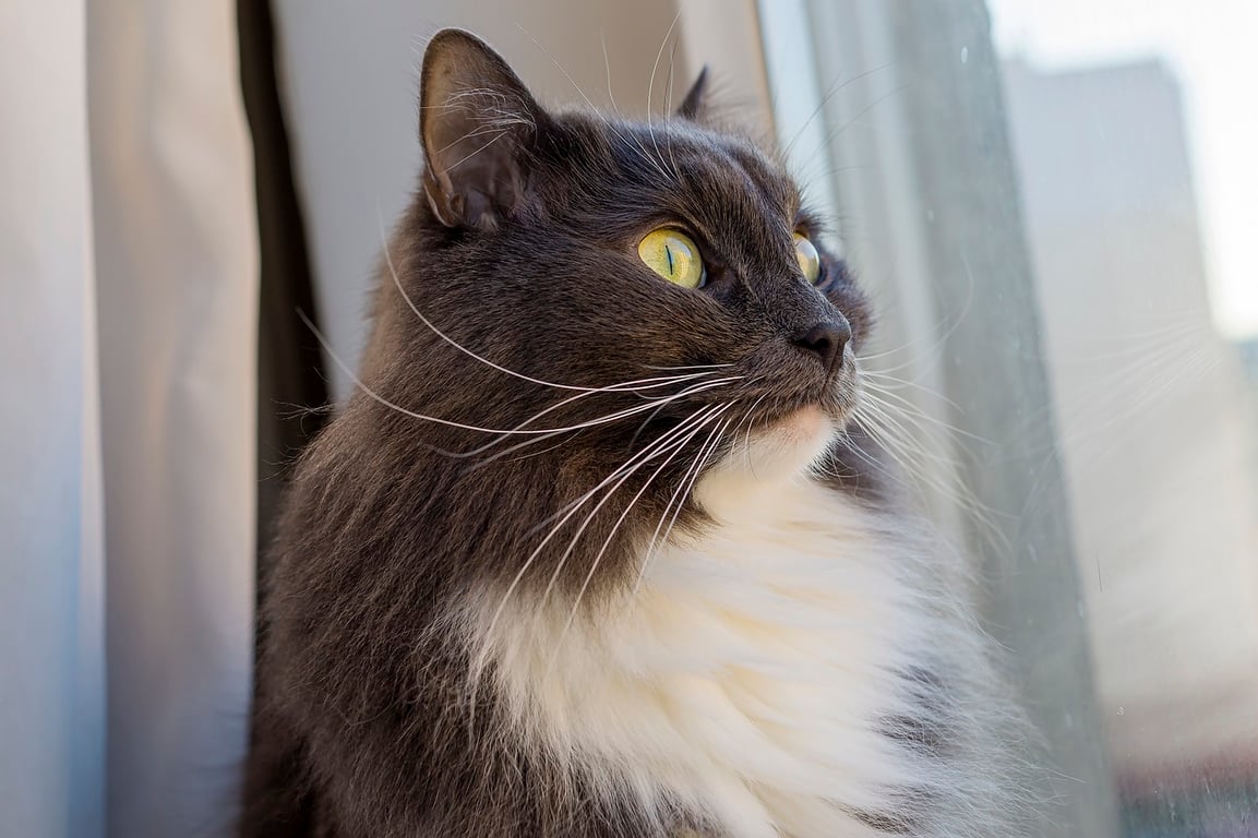 Удивленный кот, окно, непогода. Фото pixabay.com