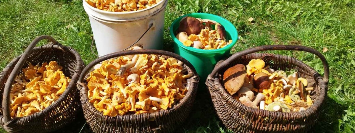 На лисичках можно озолотиться — узнали, по какой цене принимают грибы