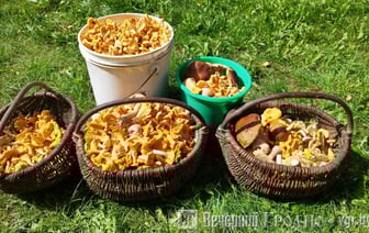 На лисичках можно озолотиться — узнали, по какой цене принимают грибы