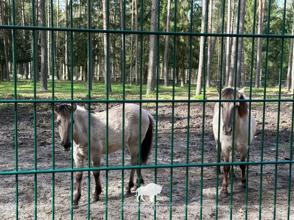 Тарпановидные лошади появились в вольерах Беловежской пущи