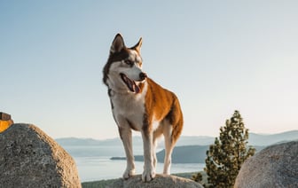 Tesla отзывает более 46 тысяч электропикапов Cybertruck