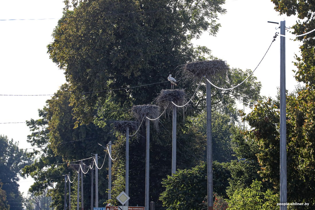 Вы такое видели? В деревне Вороцевичи Ивановского района аисты почти на каждом столбе