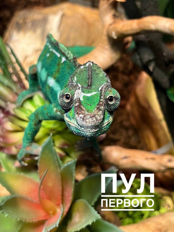 У Лукашенко живет хамелеон Жорик