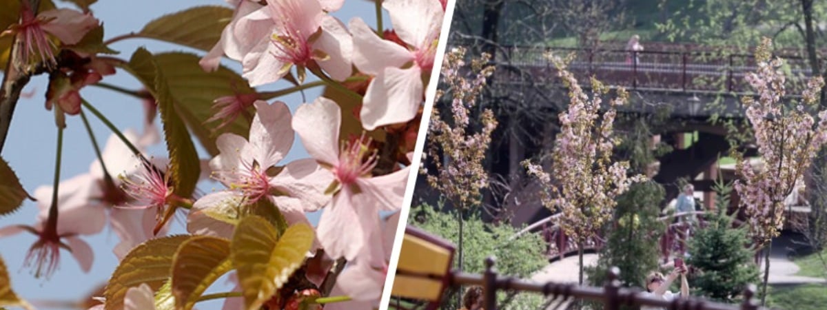 В Гродно зацвела настоящая белорусская «сакура» — Видео