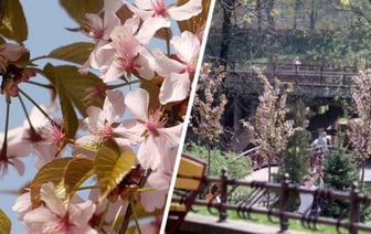 В Гродно зацвела настоящая белорусская «сакура» — Видео