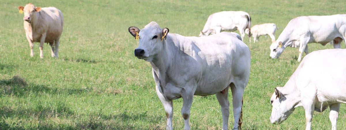 Чехия вводит проверки грузовиков на границе со Словакией из-за вспышки ящура