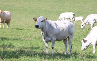Чехия вводит проверки грузовиков на границе со Словакией из-за вспышки ящура