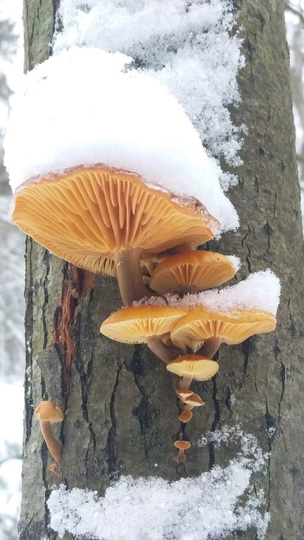 В Беларуси в декабре растут петрушка и необычные грибы