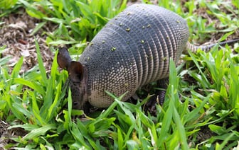 В Эстонии рассматривают создание военного завода для производства боеприпасов