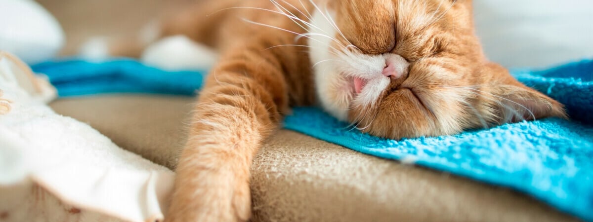 Как белорусам отметить Международный день лени? Нашли 7 способов насладиться ничегонеделанием — Фото