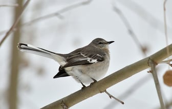 Минтруда: в Беларуси повысятся все виды трудовых пенсий
