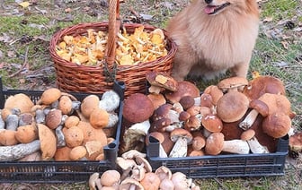 В Беларуси продолжается грибная лихорадка – вот новые фотозаявки на рекорд