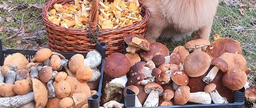 В Беларуси продолжается грибная лихорадка – вот новые фотозаявки на рекорд