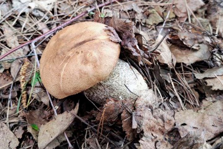 «А у нас такие водятся». Первый подосиновик в этом сезоне нашел белорус недалеко от Бреста