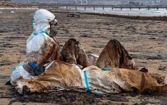 Разлив мазута в Черном море признали ЧС федерального уровня
