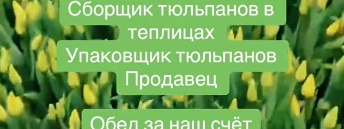 «Вылетаю в Минск первым рейсом» — Белорусам предложили работу за $70 в день. Те ответили — Видео