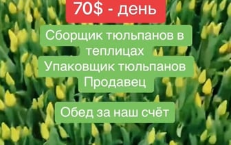 «Вылетаю в Минск первым рейсом» — Белорусам предложили работу за $70 в день. Те ответили — Видео