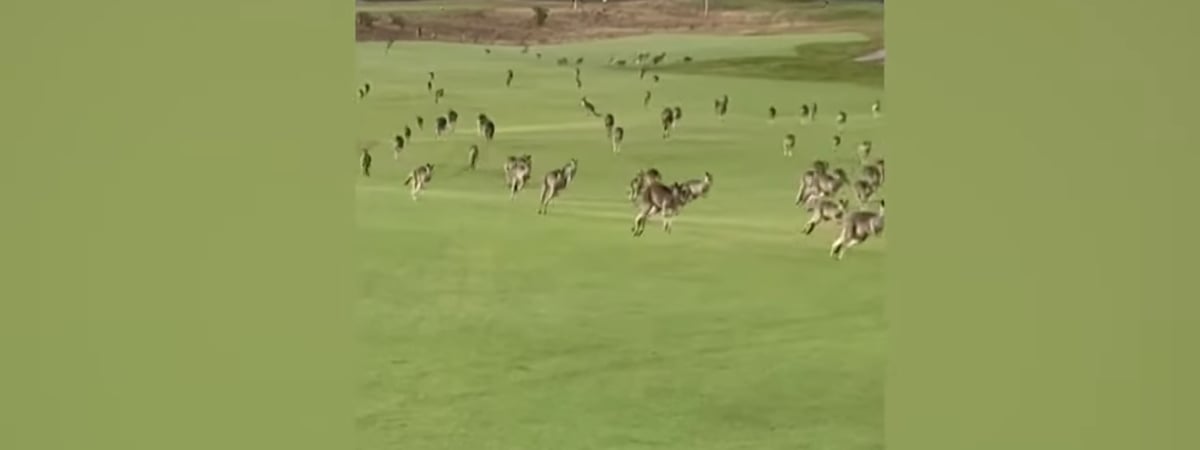 Сотни «паникующих» кенгуру прервали соревнования в гольф — Видео