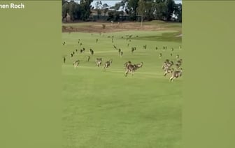 Сотни «паникующих» кенгуру прервали соревнования в гольф — Видео