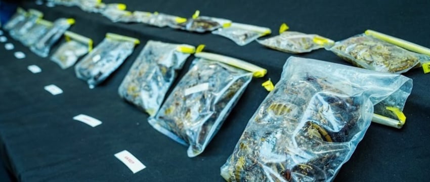 Попытка контрабанды опасных животных в Турции