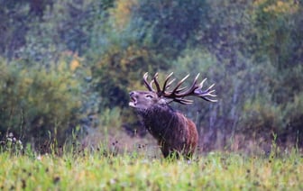 В Беларуси стартовал сезон трофейной охoты