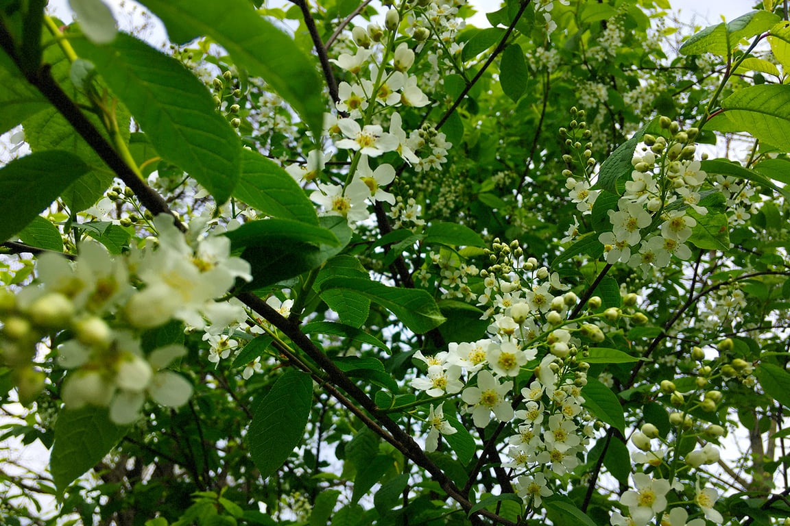 Цветет черемуха. Фото Сергея Серебро