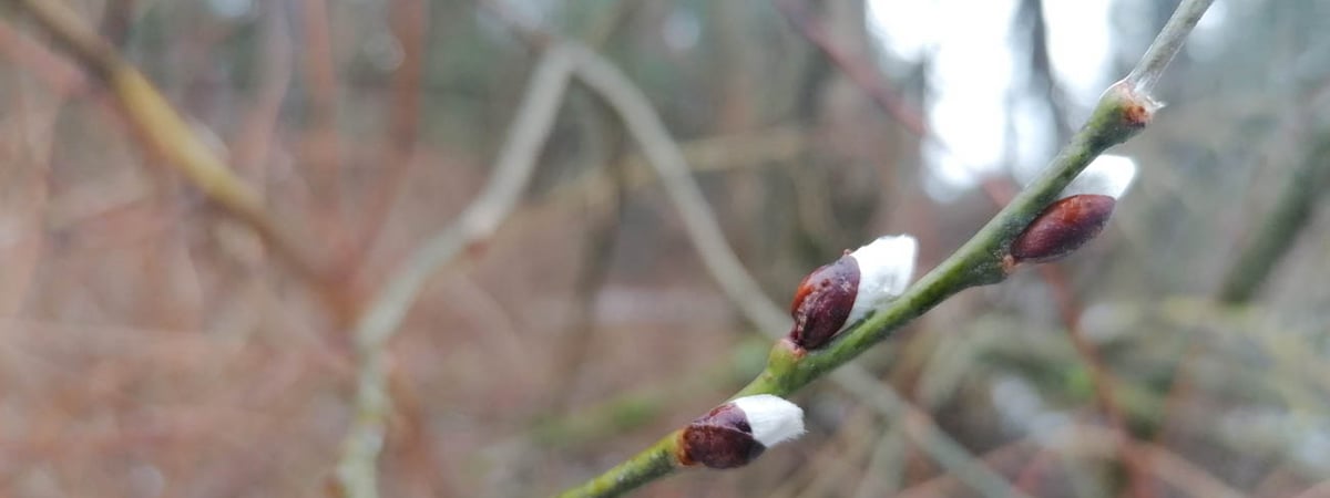 Солнце и уверенный плюс — погода в Гродно на неделю