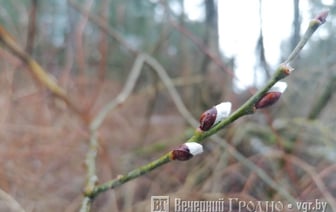 Солнце и уверенный плюс — погода в Гродно на неделю