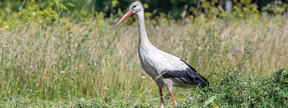 Эстония до 2028 года закупит боеприпасы на €1,1 млрд