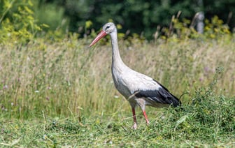 Эстония до 2028 года закупит боеприпасы на €1,1 млрд