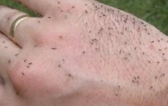 Нашествие мошек: причины и последствия