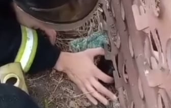 Брестские спасатели помогли щенку, который застрял в заборе