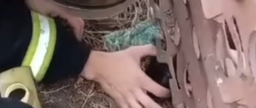 Брестские спасатели помогли щенку, который застрял в заборе