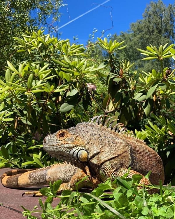 «А дома – дракон в миниатюре». Символ года живет в Барановичском районе