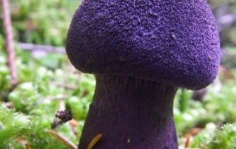 Что за фиолетовые грибы нашли в Беларуси? Их можно есть?