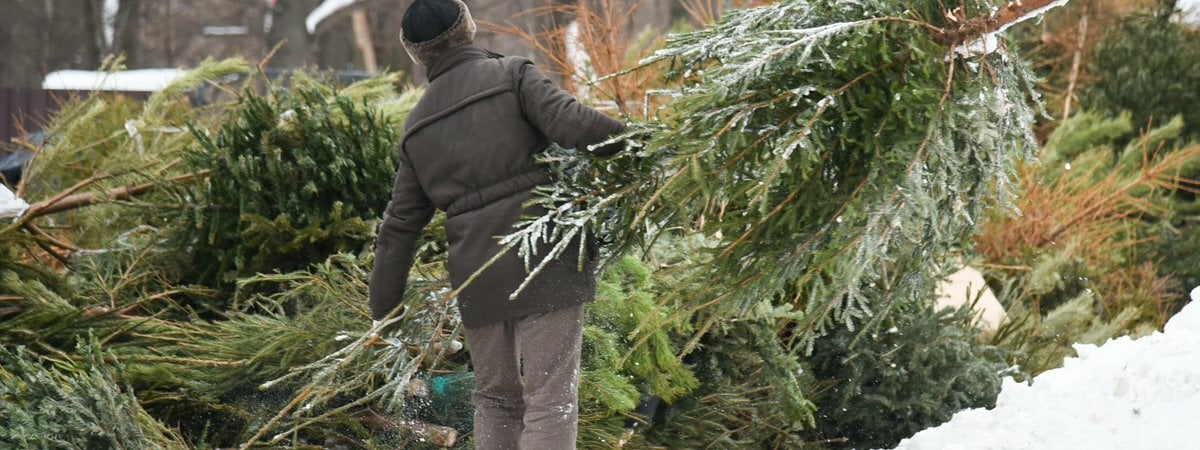 Выбрасываете новогоднюю ёлку? Зря. Вот чем могут быть полезны на огороде ее ствол и иголки — Полезно