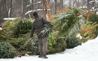 Выбрасываете новогоднюю ёлку? Зря. Вот чем могут быть полезны на огороде ее ствол и иголки — Полезно