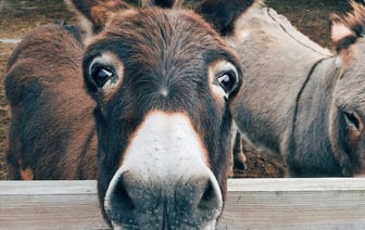 Под Витебском ослица убегала от хозяйки и упала в подвал водонапорной башни. Видео