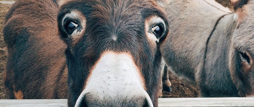 Под Витебском ослица убегала от хозяйки и упала в подвал водонапорной башни. Видео
