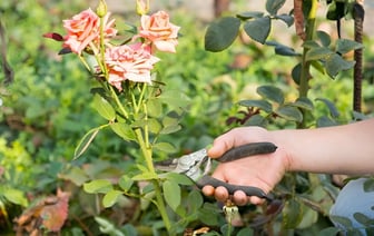 Этот трюк без обрезки заставит розы ломиться от цветов. Вот что нужно сделать в сентябре — Полезно