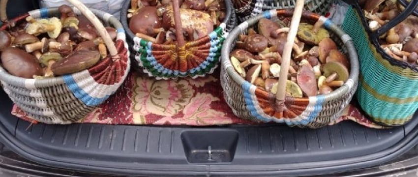 Важно знать в сезон сбора ягод и грибов. МНС рассказало, кто освобожден от уплаты подоходного налога