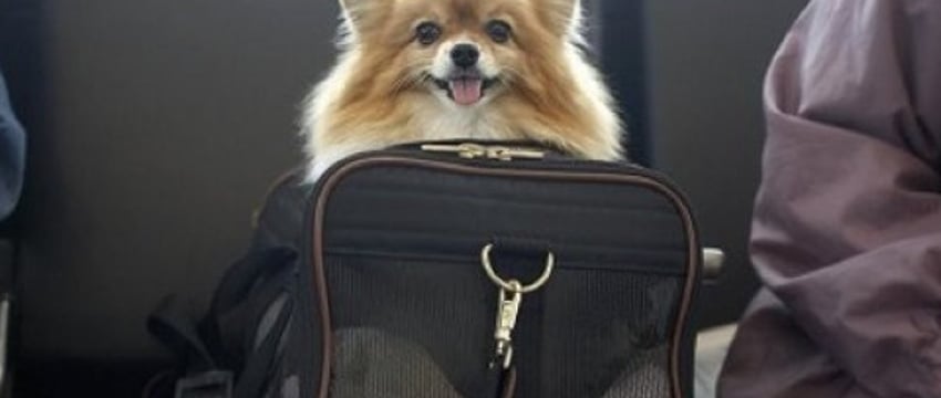 В ГТК рассказали, как перемещать животных через таможенную границу