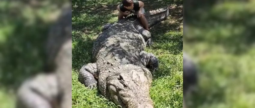 Знакомство со старейшим в мире крокодилом Генри, у которого 6 жен и 10 000 детенышей