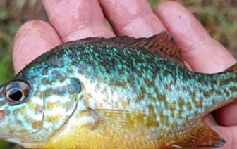 Редкий американский окунь пойман в Беларуси