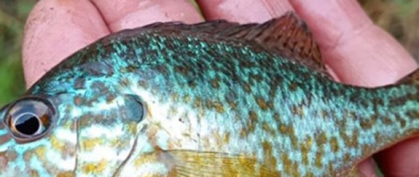 Редкий американский окунь пойман в Беларуси